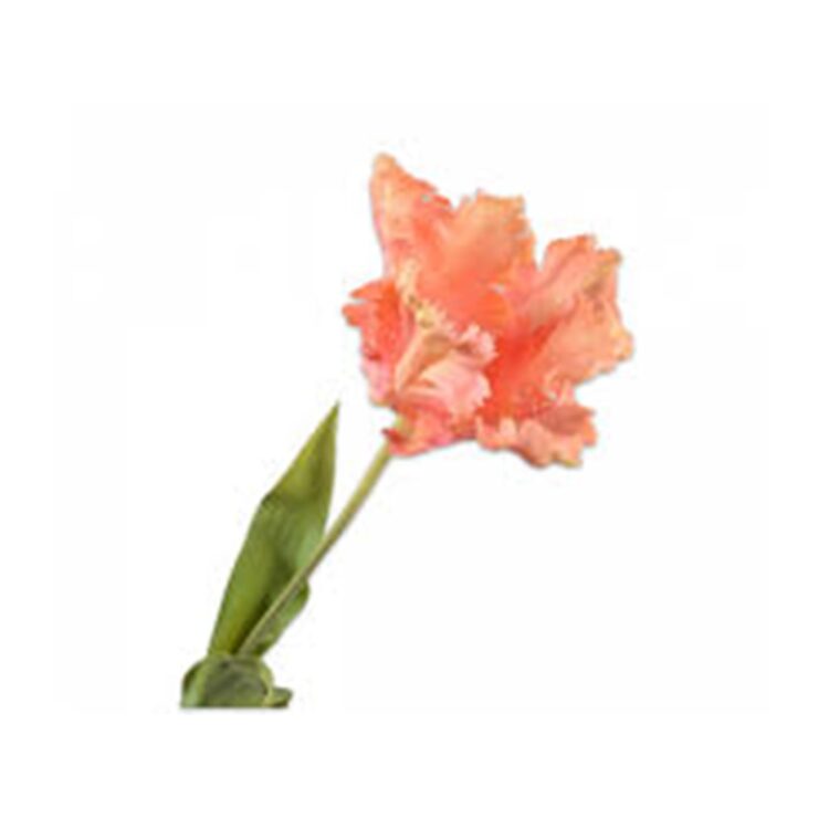 TULIP STEM PEACH, L:71 CM
