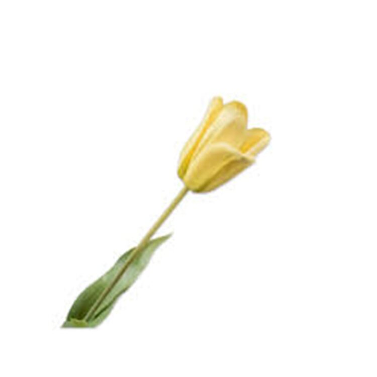 TULIP STEM YELLOW, L:71 CM