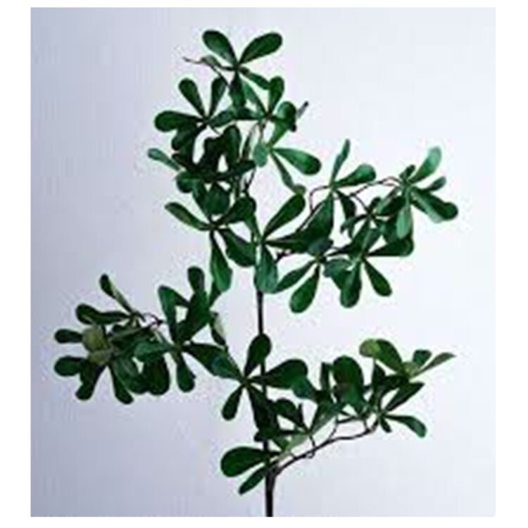 SCHEFFLERA SPRAY GREEN, L:81 CM