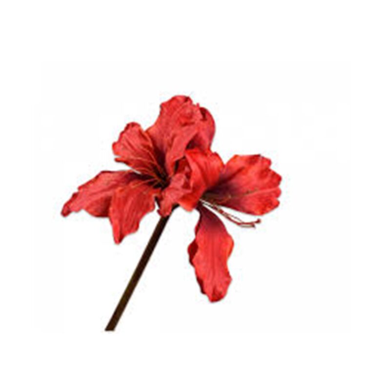 AMARYLLIS STEM RED, L:69 CM