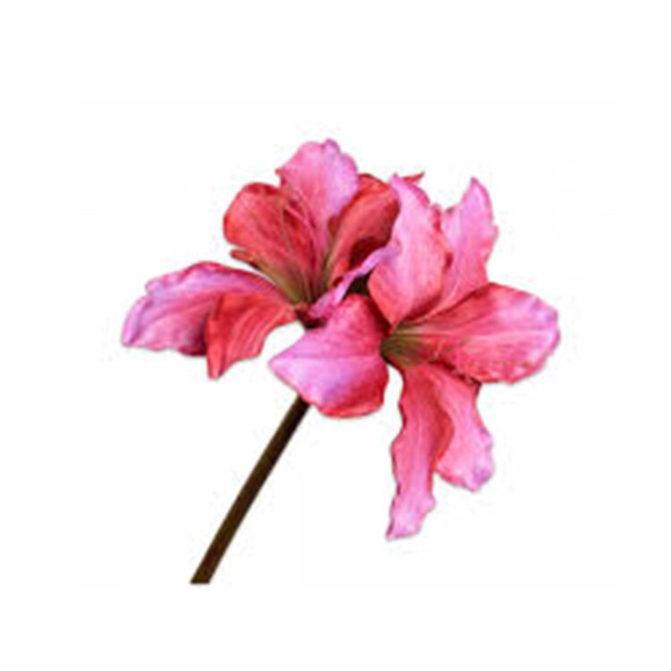 AMARYLLIS STEM PINK, L:69 CM