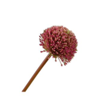 ALLIUM STEM PINK, H:78 CM